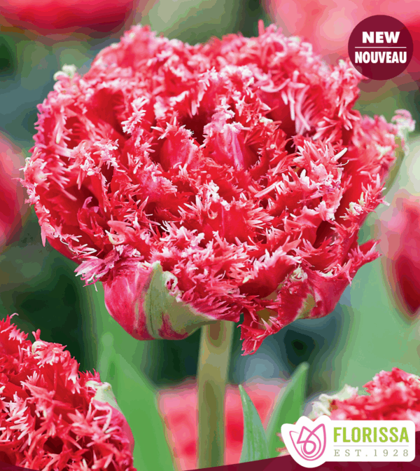 Bulbes de tulipe Qatar (10 bulbes)