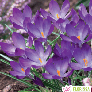Bulbes de Crocus 'Ruby Giant' (20 bulbes)