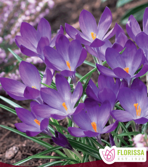 Bulbes de Crocus 'Ruby Giant' (20 bulbes)