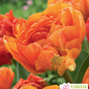 Bulbes de tulipe Sun Lover (10 bulbes)