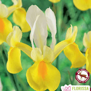Iris Symphony (10 bulbes)