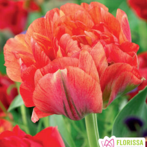 Bulbes de tulipe Double Gudoshnik (10 bulbes)