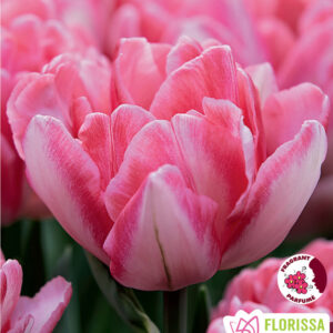 Bulbes de tulipe Foxtrot (10 bulbes)