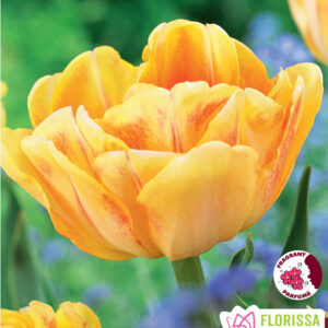 Bulbes de tulipe Foxy Foxtrot (10 bulbes)