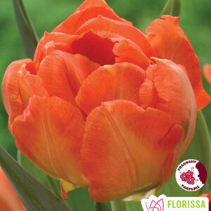 Bulbes de tulipe Monte Orange (10 bulbes)