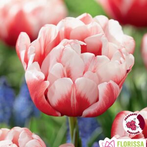 Bulbes de tulipe Voicemail (10 bulbes)