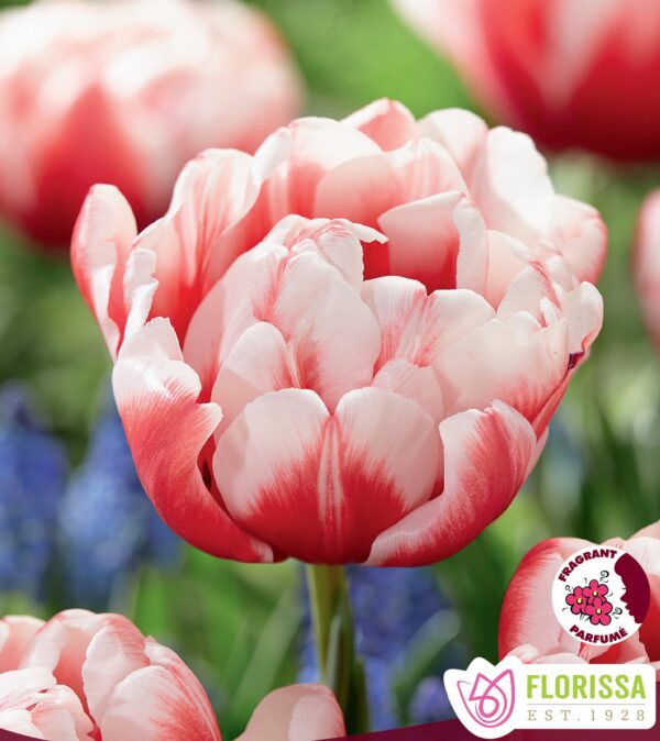 Bulbes de tulipe Voicemail (10 bulbes)