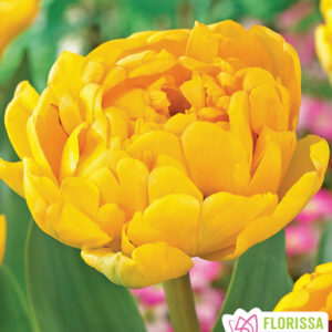 Bulbes de tulipe Yellow Pomponette (10 bulbes)