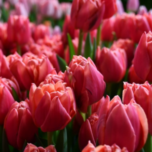 Tulipe 'Pink Symbiose' (10 bulbes)