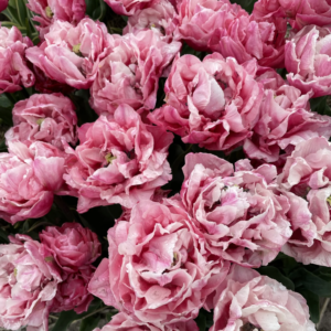 Tulipe 'Quinty Trustfull' (10 bulbes)
