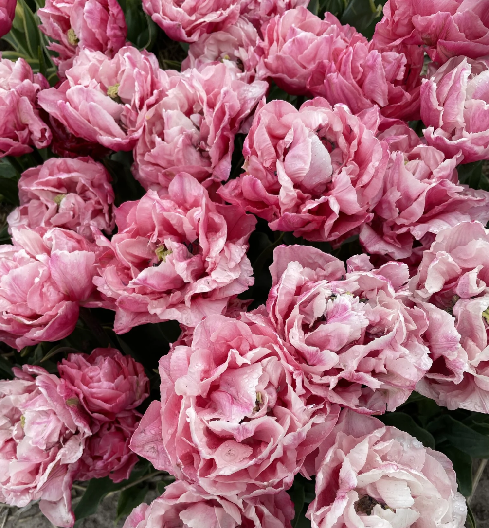 Tulipe 'Quinty Trustfull' (10 bulbes)