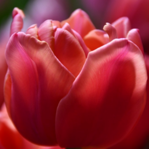 Tulipe 'Salmon Symbiose' (10 bulbes)