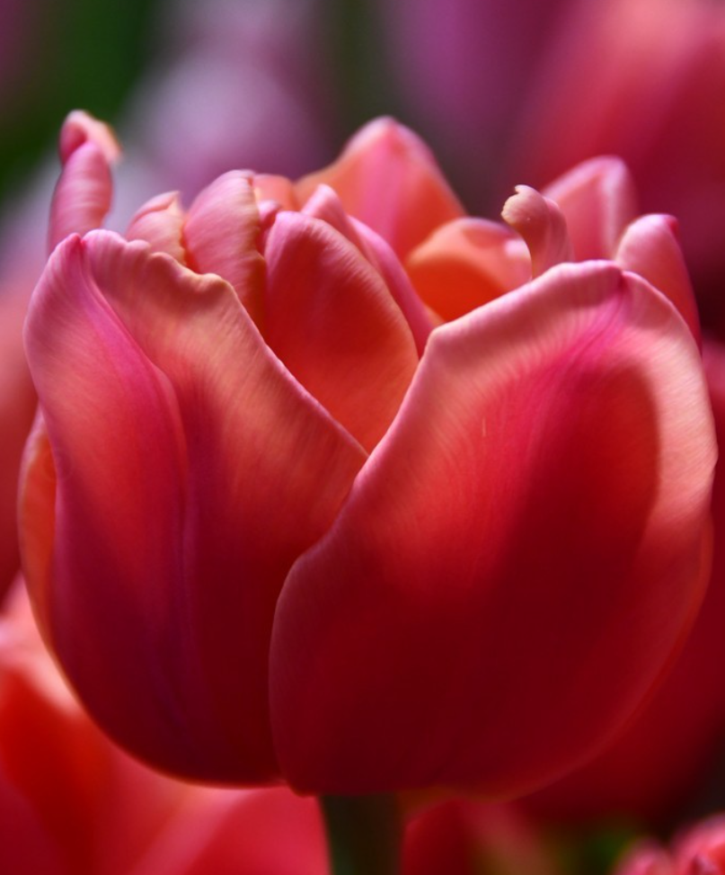 Tulipe 'Salmon Symbiose' (10 bulbes)