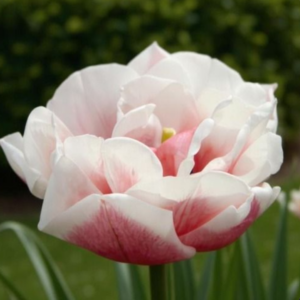 Tulipe 'Sambuca' (10 bulbes)