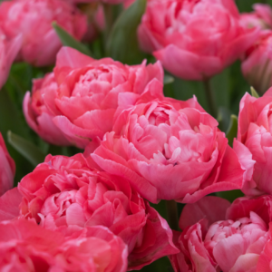 Tulipe 'Taïwan' (10 bulbes)