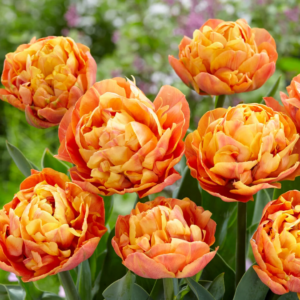Tulipe 'Valdivia' (10 bulbes)