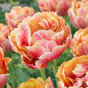 Tulipe 'Verona Sunrise' (10 bulbes)