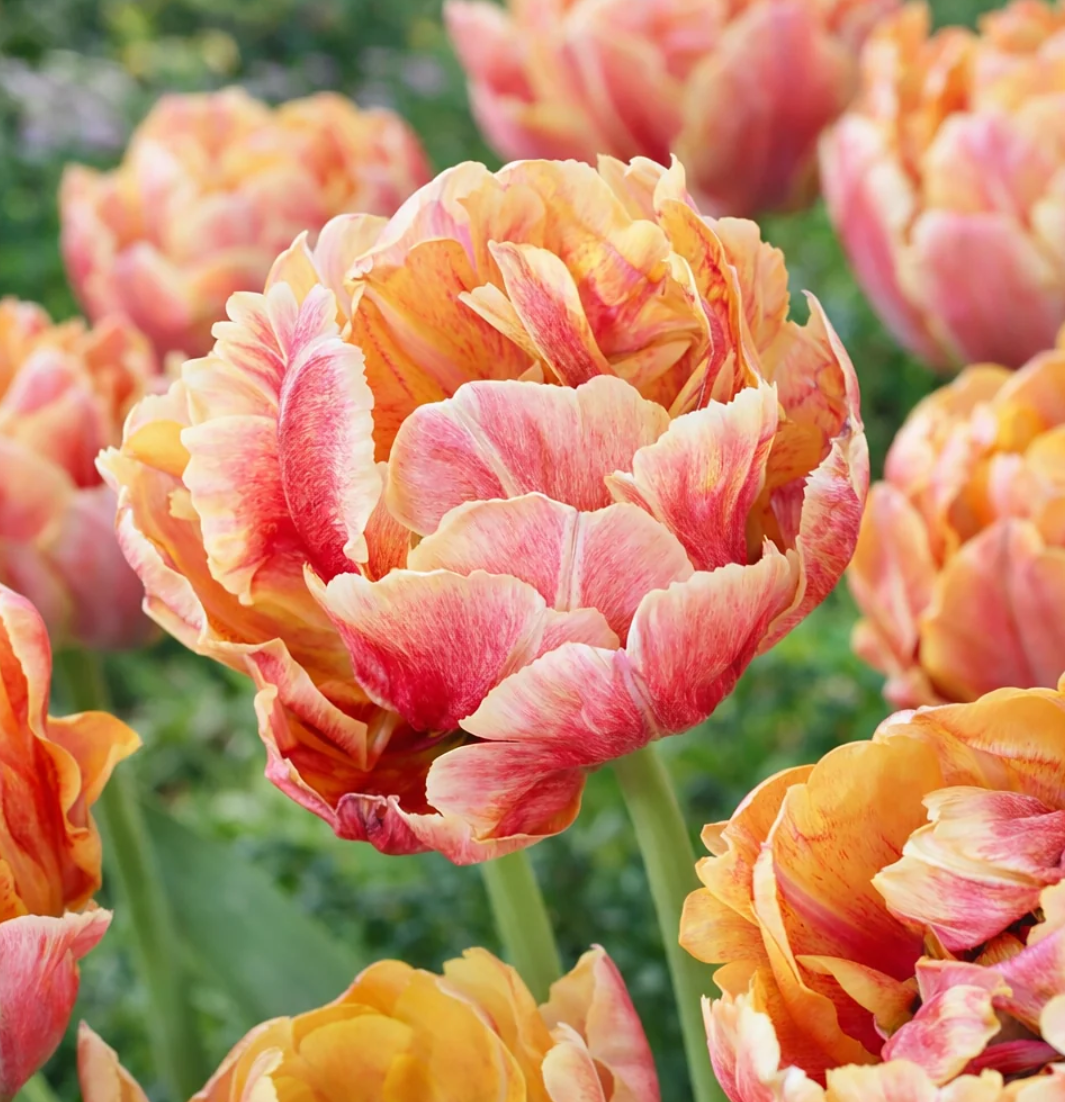 Tulipe 'Verona Sunrise' (10 bulbes)